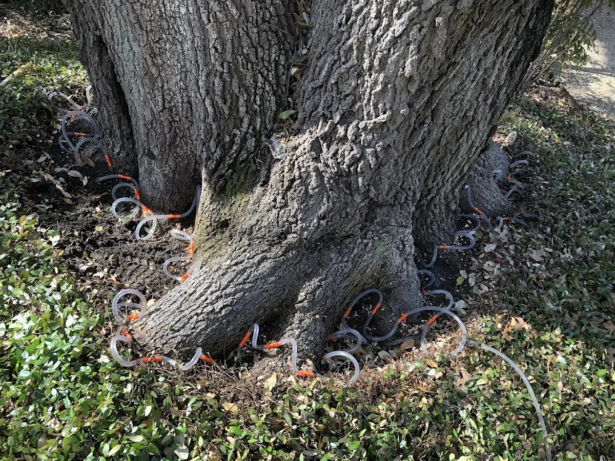 Detailed Tree Cabling and Bracing job site in Heath