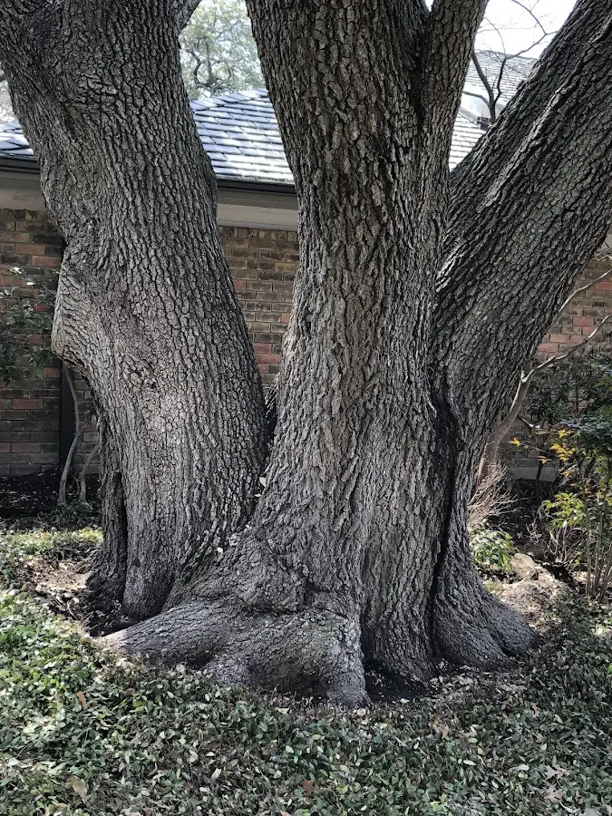 Mature heritage tree close to a Heath property cared for by certified arborists